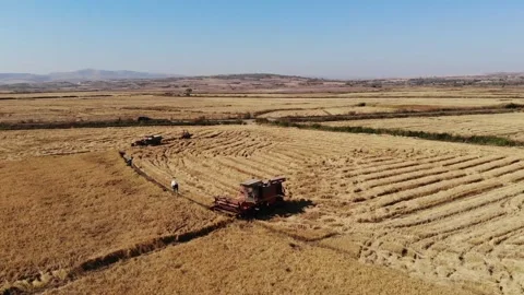 Rice fields,rice fields, rice before harvest, drone video Stock Footage 170119730