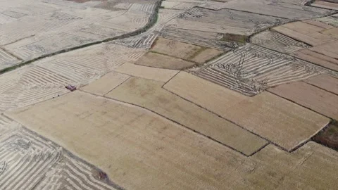 Rice fields,rice production,beautiful fields Stock Footage 170119920