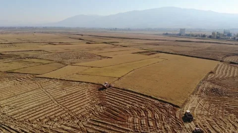 Rice fields,rice production,beautiful fields,rice fields Stock Footage 170119720