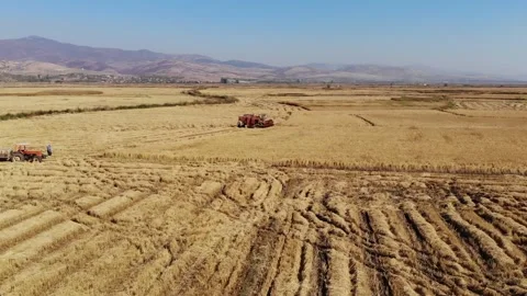Rice fields,rice production,beautiful fields,rice fields,drone Stock Footage 170119833