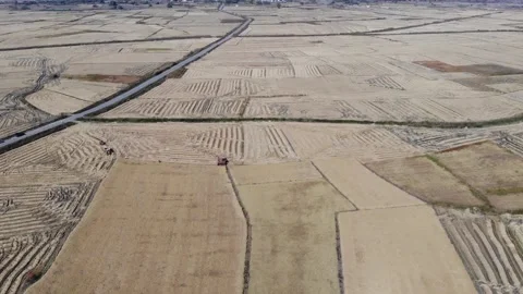 Rice fields,rice production,beautiful fields,rice fields,drone Stock Footage 170119959