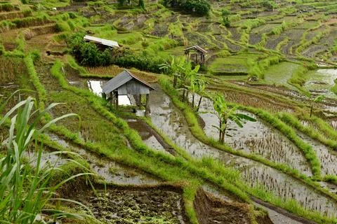 Rice fiels Stock-Fotos