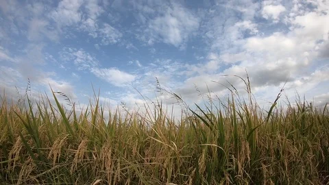 Rice File-Timelapse,Thailand Stock Footage 112109126
