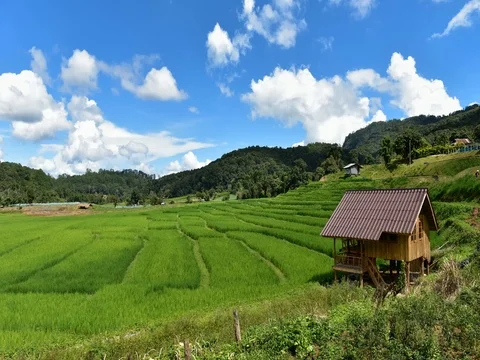 Rice filed, Ban Pa Bong Piang Hill tribe village, Chiangmai, Thailand. Видео 77373353
