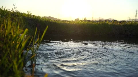 Rice filed Irrigation Stock Footage 230696706