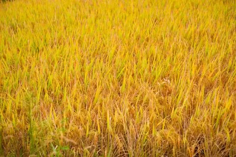 Rice filed Stock Photos