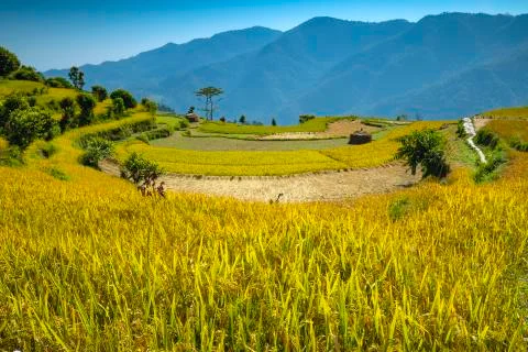 RICE FILED 스톡 사진