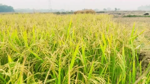 Rice flex and rice flex background Stock Footage 224879882