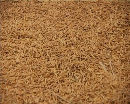 Rice Stock Footage 278015