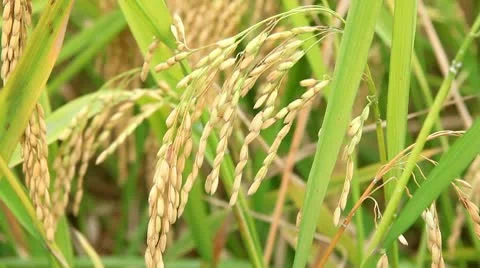 Rice 스톡 동영상 10786194