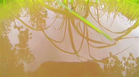 Rice Stock Footage 25596375