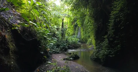 Rice Stock Footage 96104195