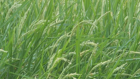 Rice Video stock 106143585