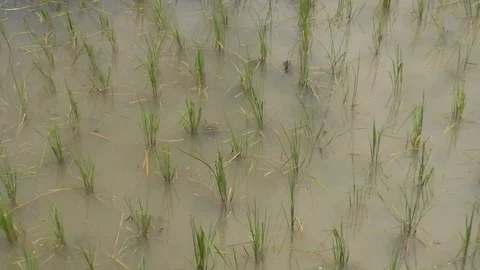 Rice Stock Footage 112429489