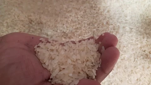 Rice . Stock Footage 140952157