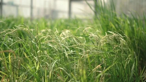 Rice Video stock 148619648