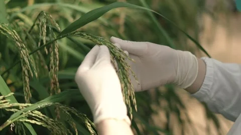 Rice Video stock 148619771