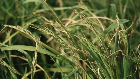 Rice Video stock 148619796