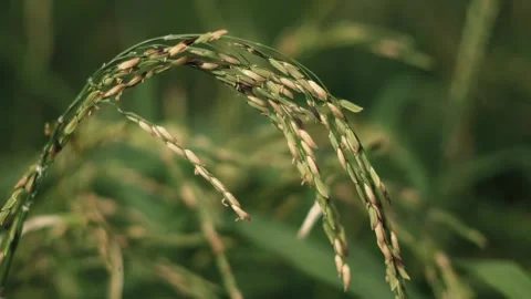 Rice Video stock 148619833