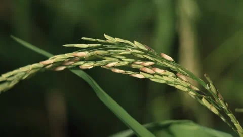Rice Video stock 148619915