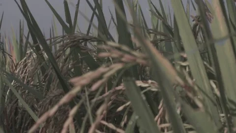 Rice Stock Footage 154917955