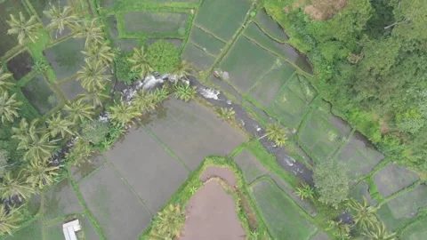 Rice 스톡 동영상 161911040