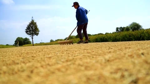 Rice Video stock 167486781