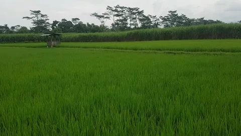 Rice Video stock 171653364