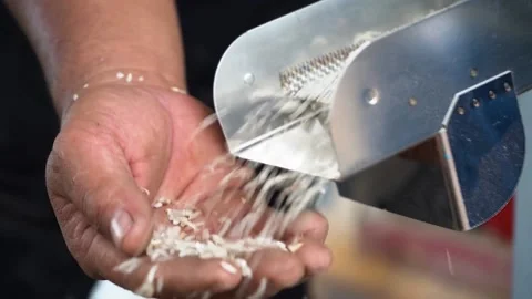 Rice Stock Footage 221876116