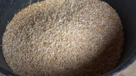 Rice Stock Footage 221876118