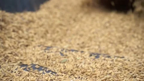 Rice Stock Footage 221879154