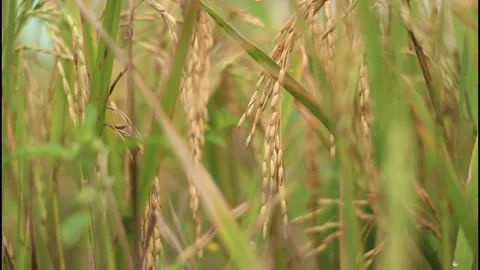 Rice Stock-Footage 272459631