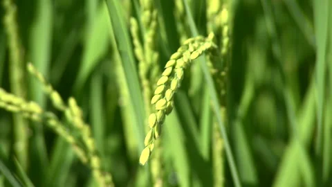 Rice Video stock 327572378