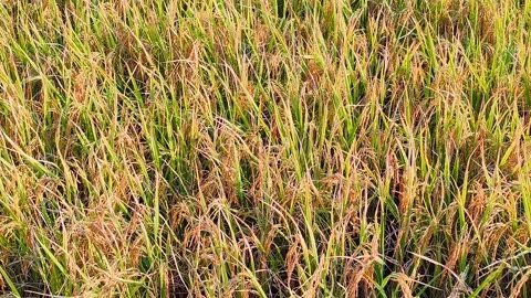 Rice Vídeo Stock 333918027