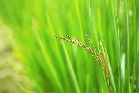 Rice with the freshness. Stock Photos