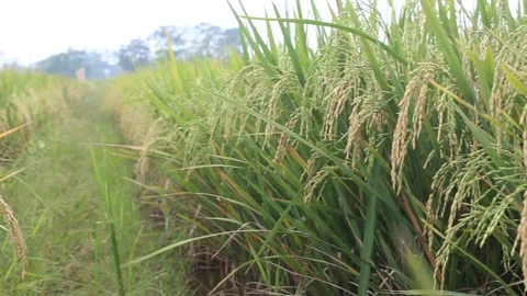 Rice fruit 動画素材 172203768
