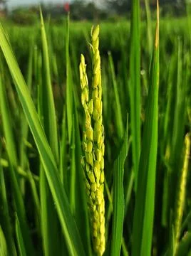 Rice fruit grows Stock-Fotos