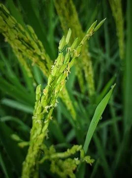 Rice fruit Stock Photos
