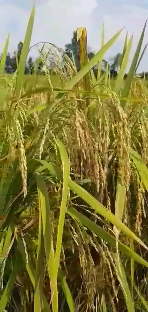 Rice Garden 動画素材 140604481