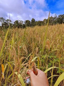 Rice garden Stock Photos