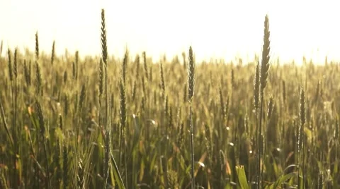 Rice Gold paddy Stock Footage 54808058