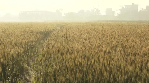 Rice Gold sunlight Stock Footage 54808341