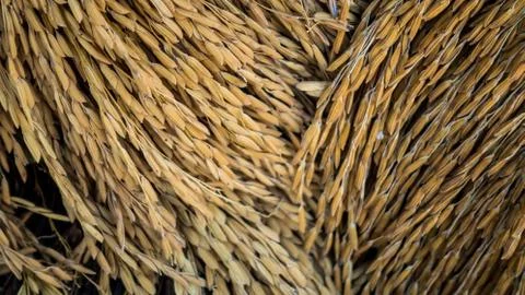 Rice grain background Stock Photos
