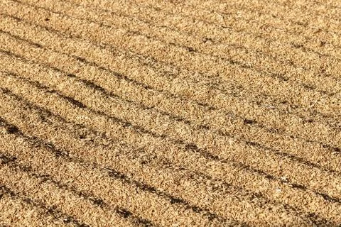 Rice grain with bran Stock Photos