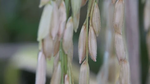 Rice grain in the field 스톡 동영상 82310922