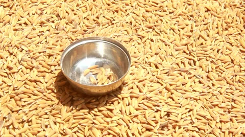 Rice Grain Video stock 29672266