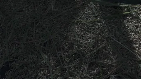 Rice grain Stock Footage 154918099