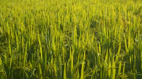 Rice grain grass field Stock Footage 221566523