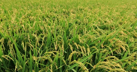 Rice grain growing at field Stock Footage 133373816