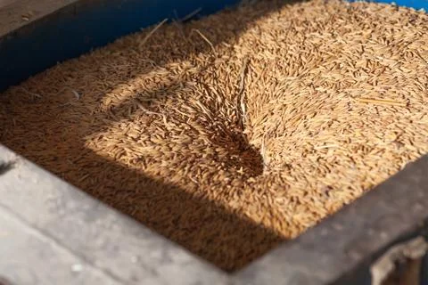Rice grain in milling machine Stock Photos